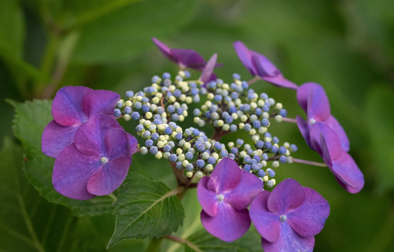 Photo wallpaper greens, leaves, flowers, petals, hydrangea