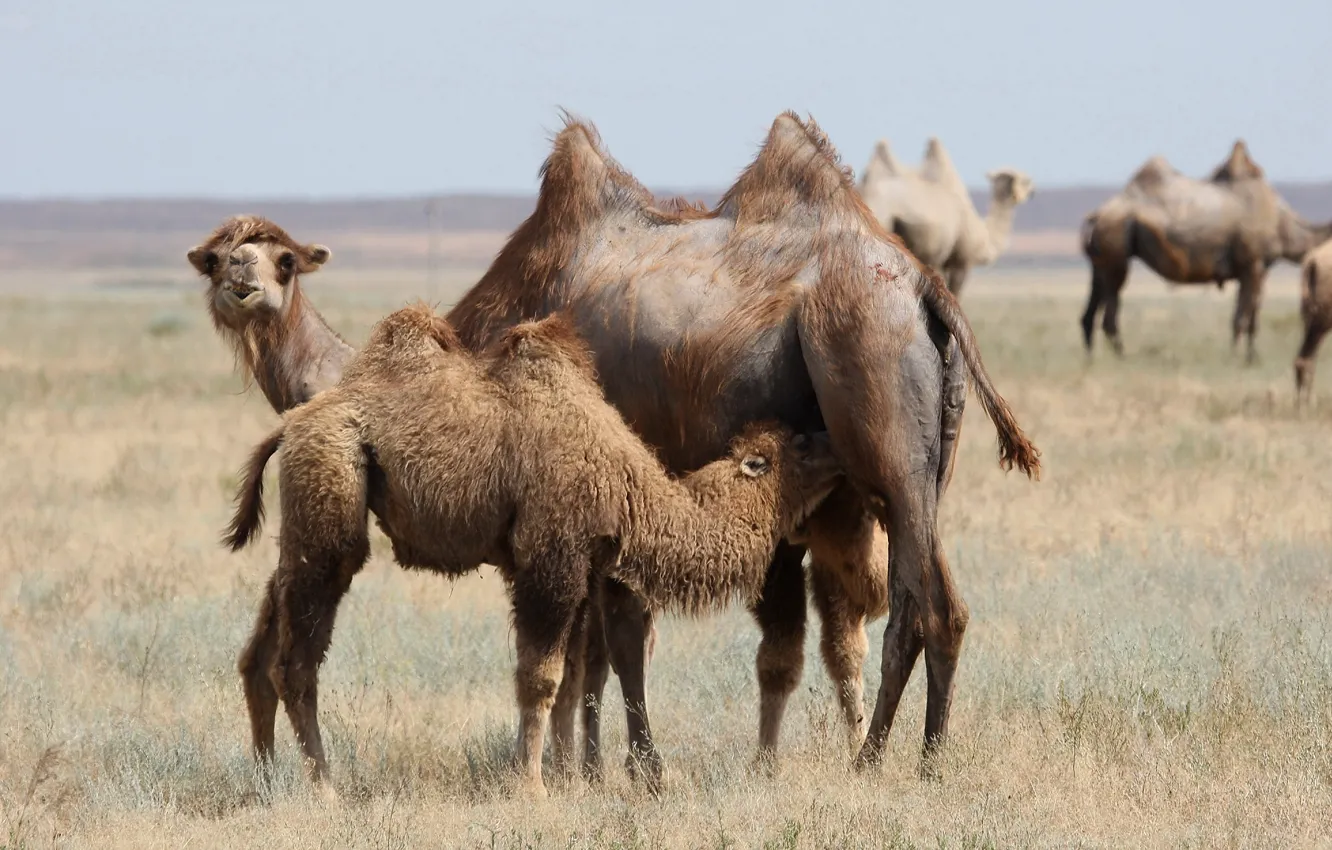 Photo wallpaper baby, camel, mom