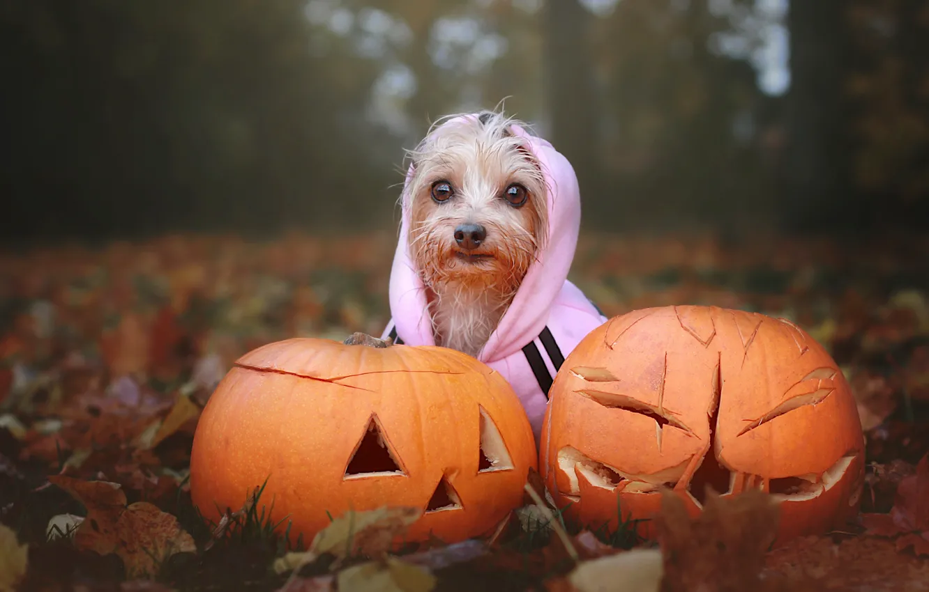 Photo wallpaper autumn, look, nature, foliage, clothing, dog, hood, pumpkin