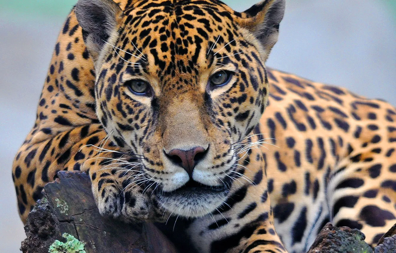 Photo wallpaper face, paw, lies, Jaguar, looks
