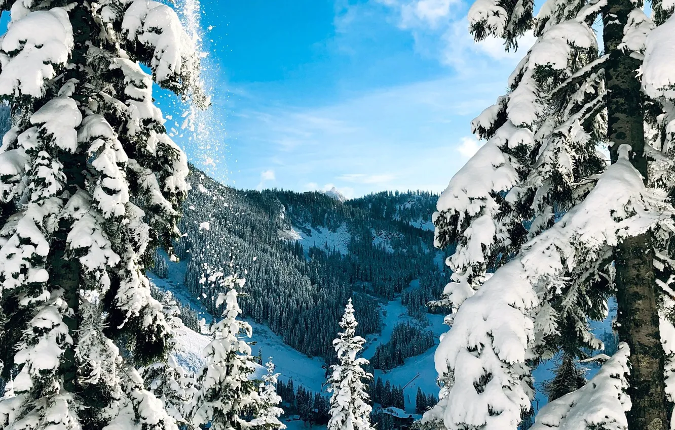 Photo wallpaper winter, snow, tree