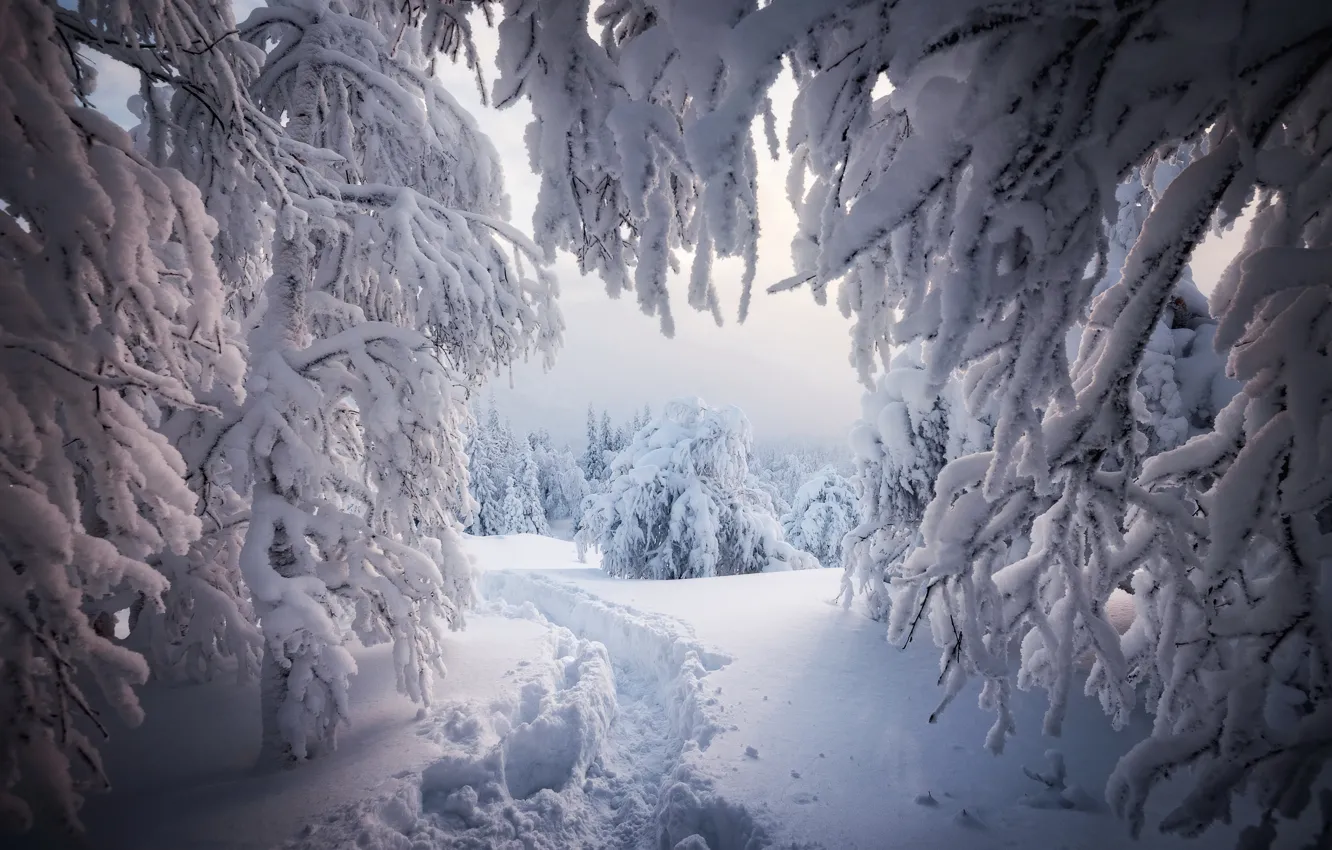 Photo wallpaper winter, forest, snow, branches, the snow