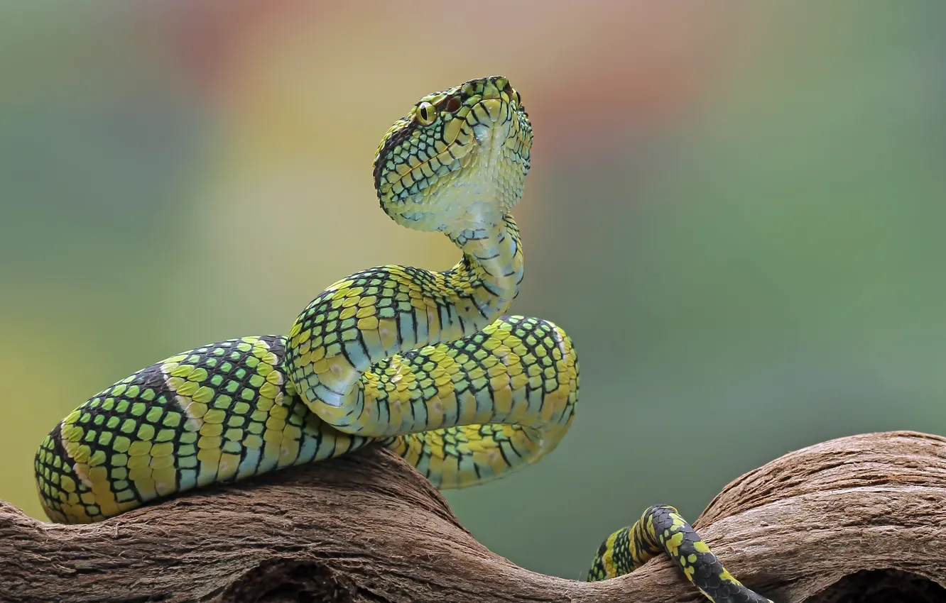 Photo wallpaper green, snake, reptile