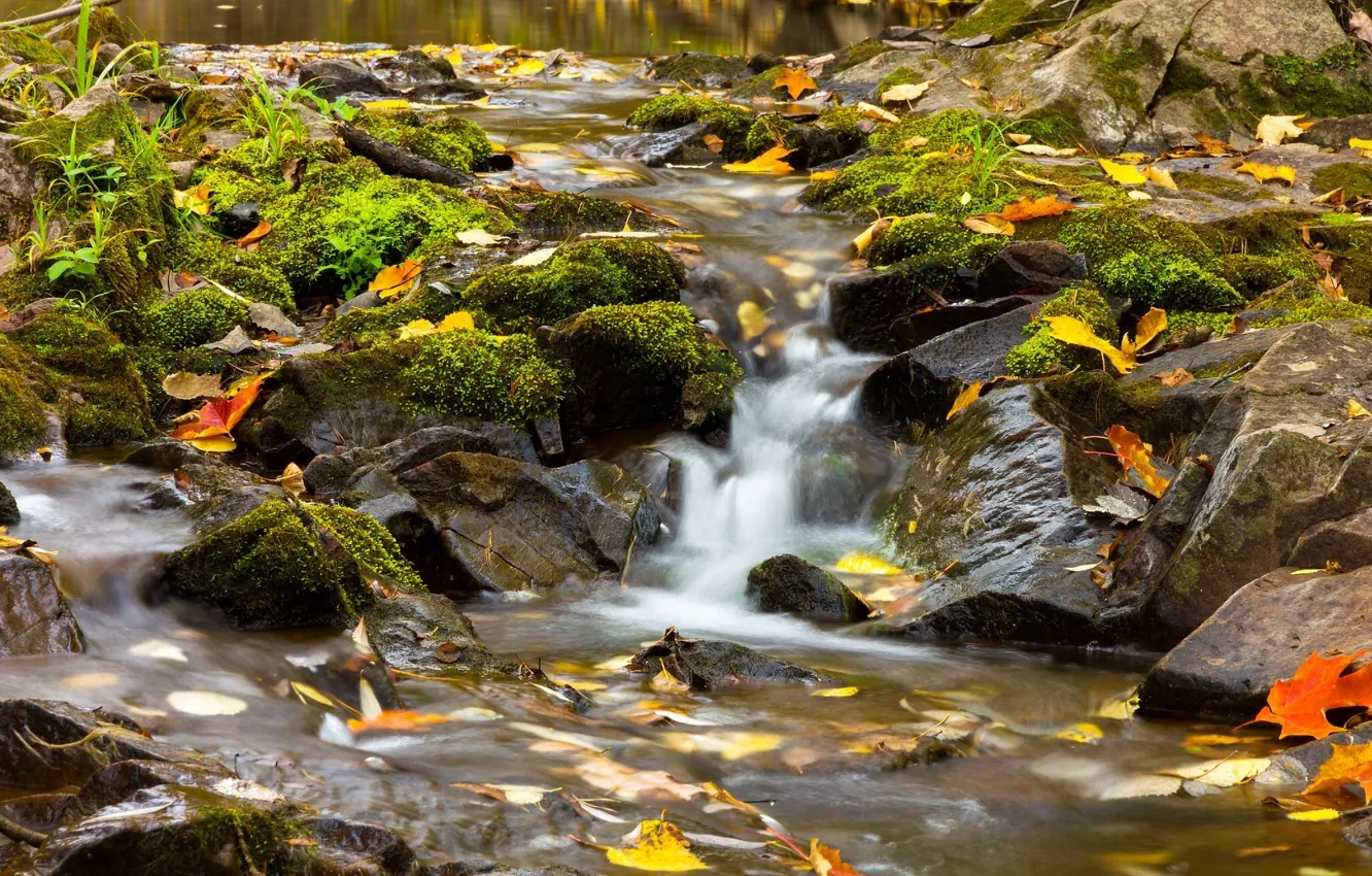 Photo wallpaper autumn, leaves, stream, stones, river, Mn, Minnesota, Amity Creek