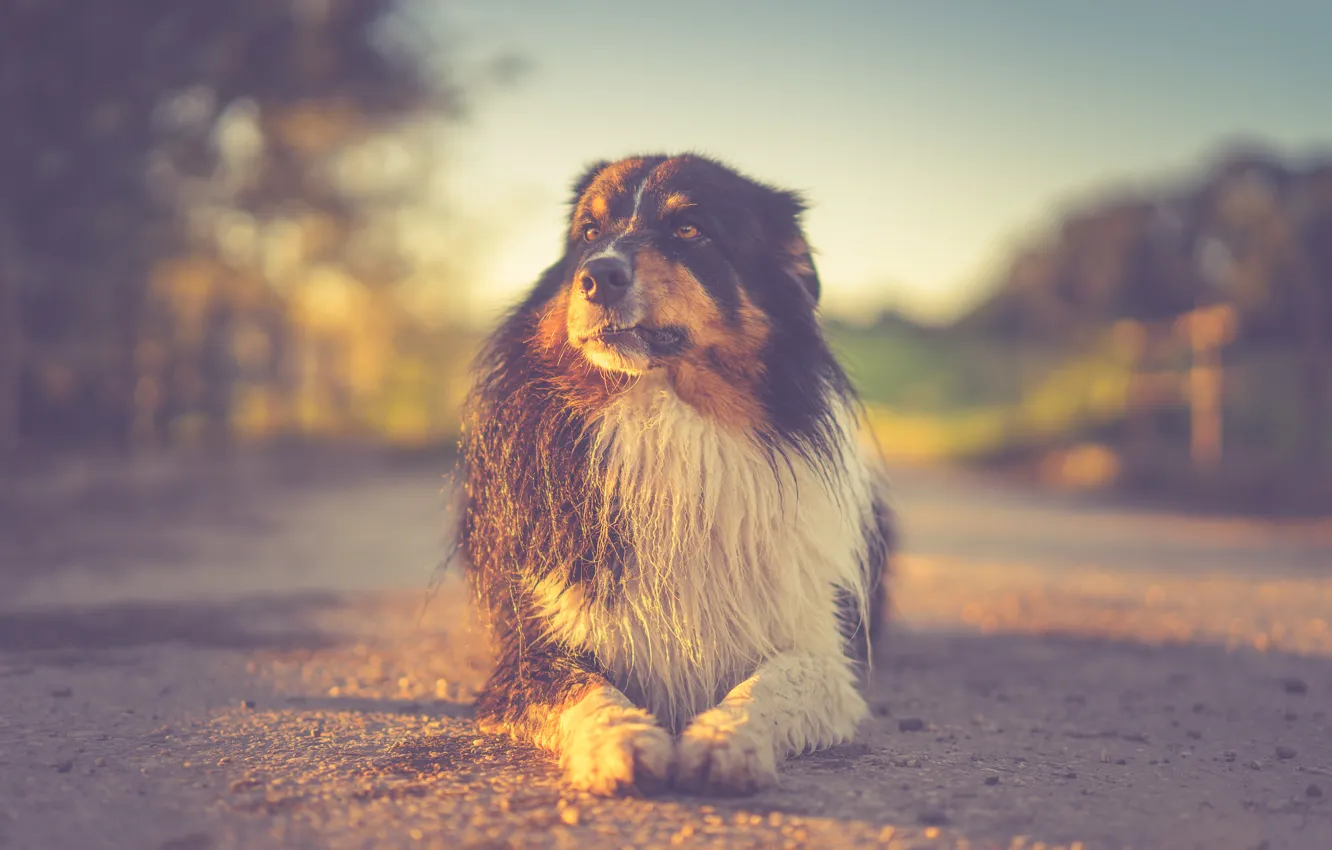 Photo wallpaper sunset, eyes, dog, sun, sundown, bokeh, sunlight, friend