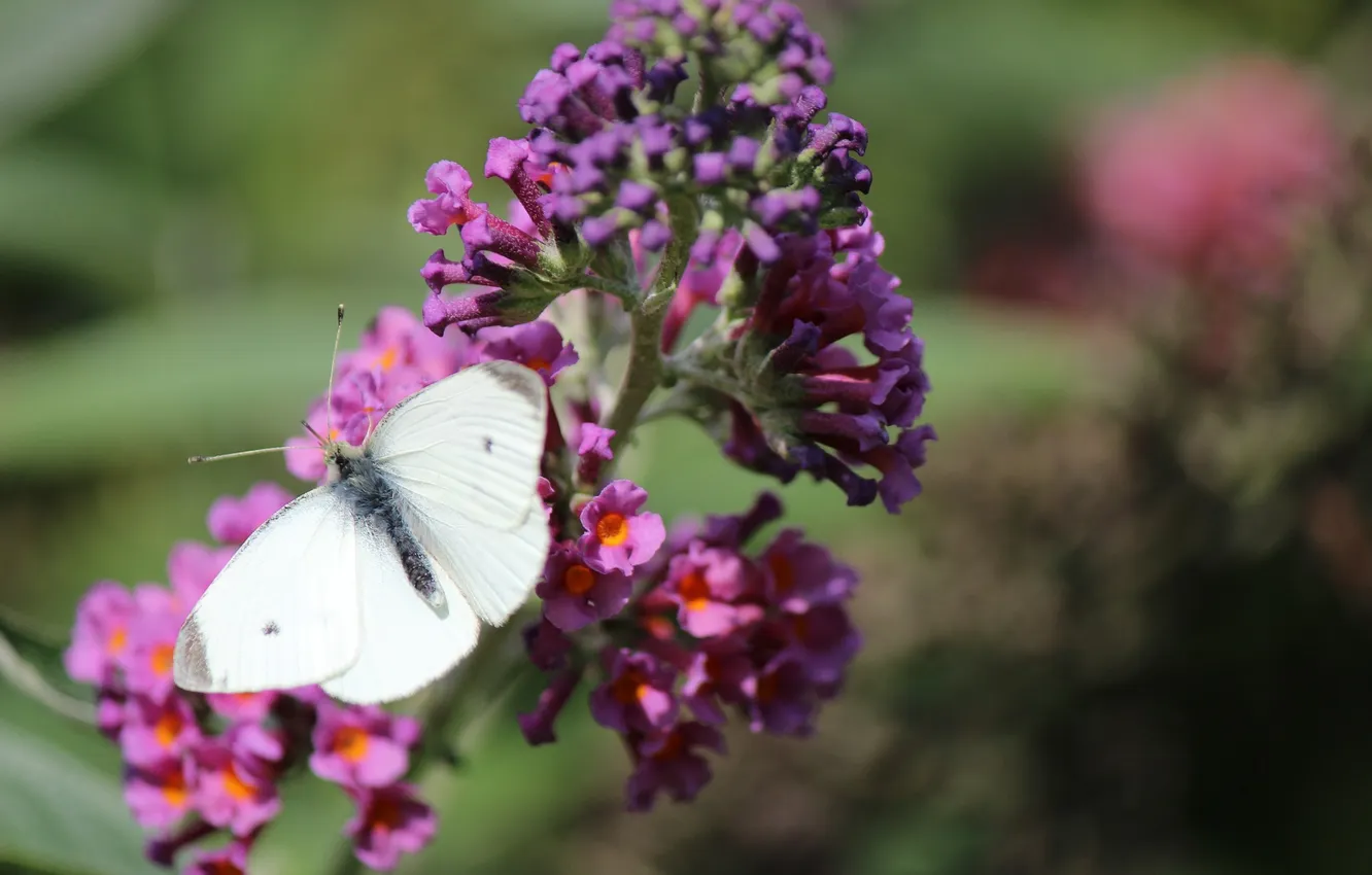 Photo wallpaper flowers, macro, butterfly, wings, beautiful, closeup