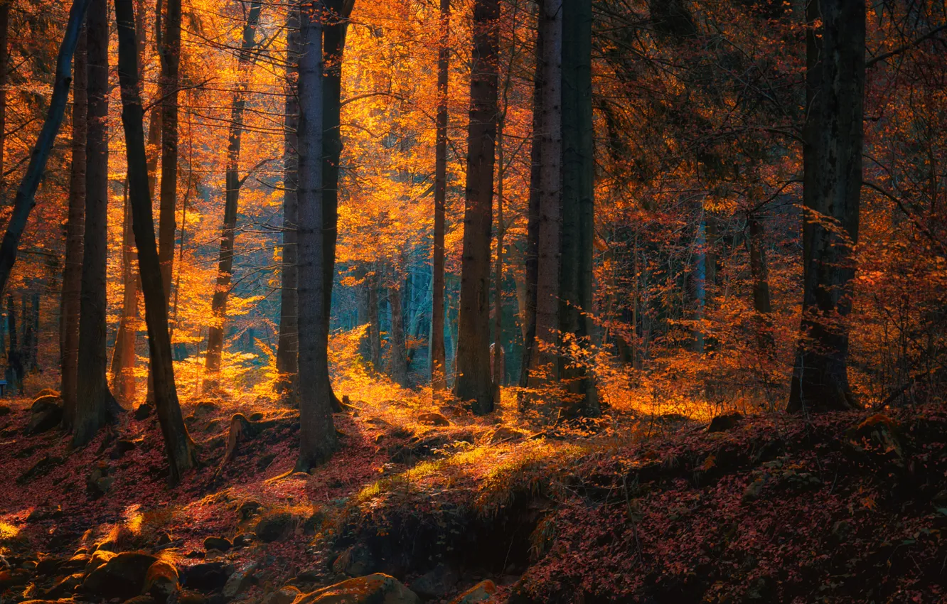 Photo wallpaper autumn, forest, trees, nature, Germany