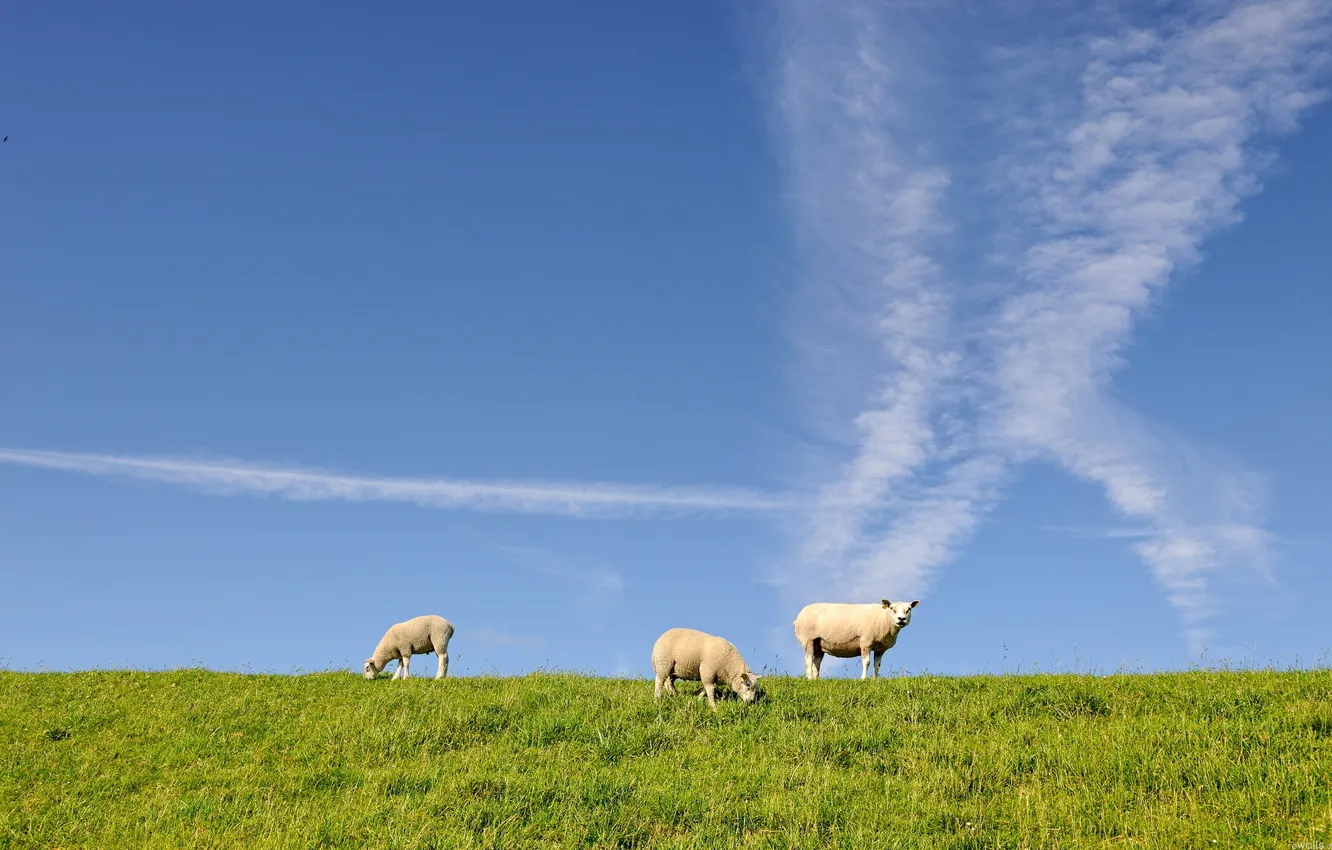 Photo wallpaper the sky, grass, sheep, three, sheep, three