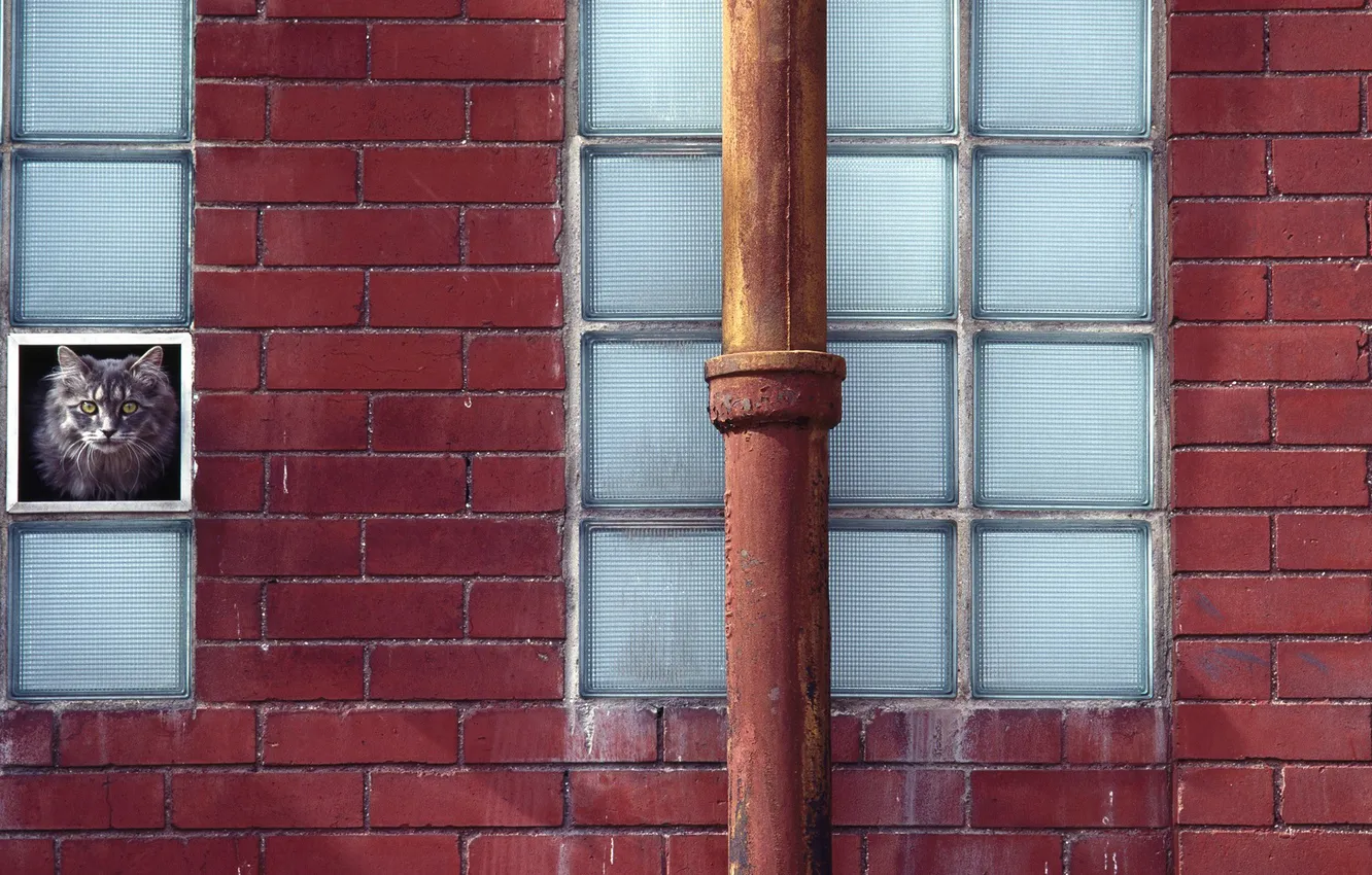 Photo wallpaper wall, window, pipe