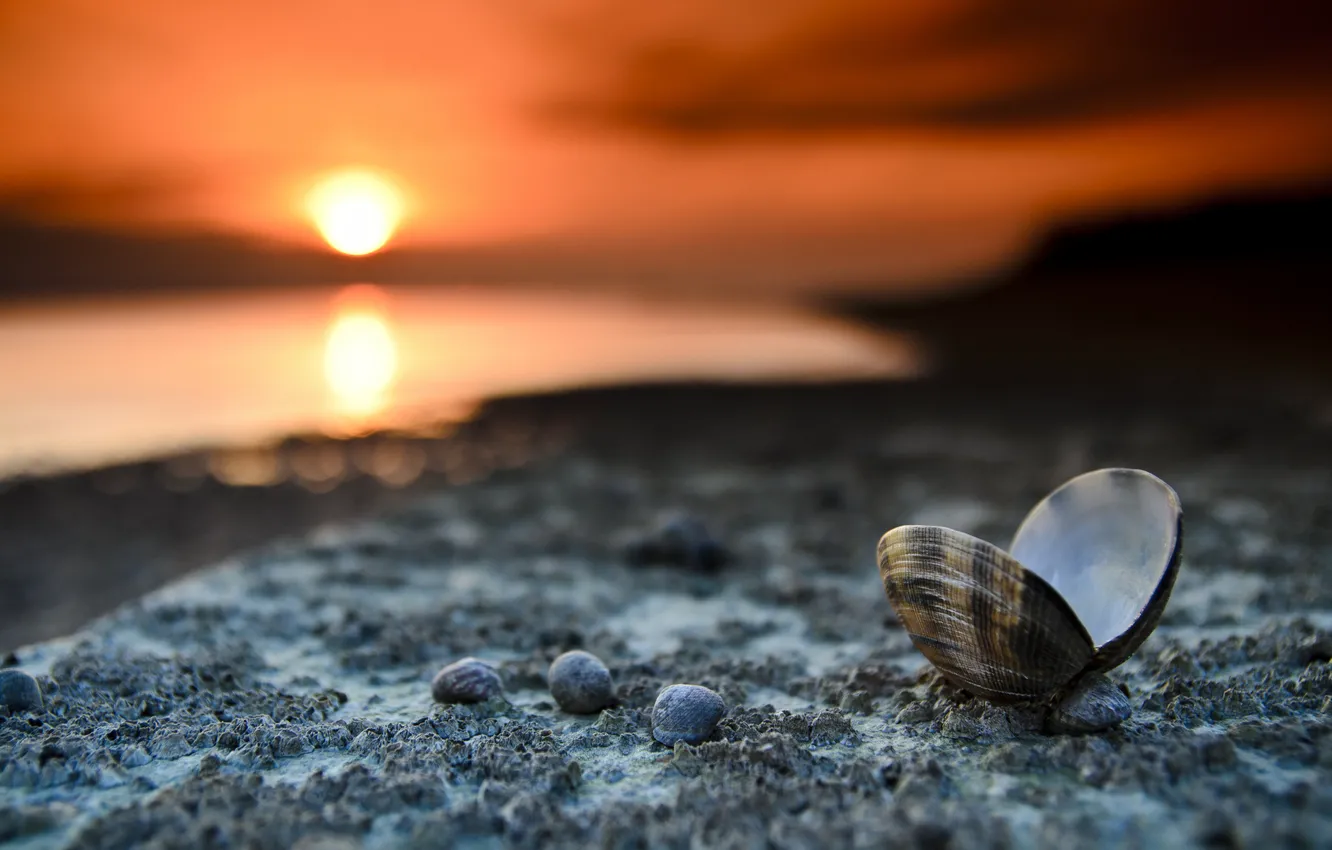 Photo wallpaper macro, landscape, sunset, shore, shell