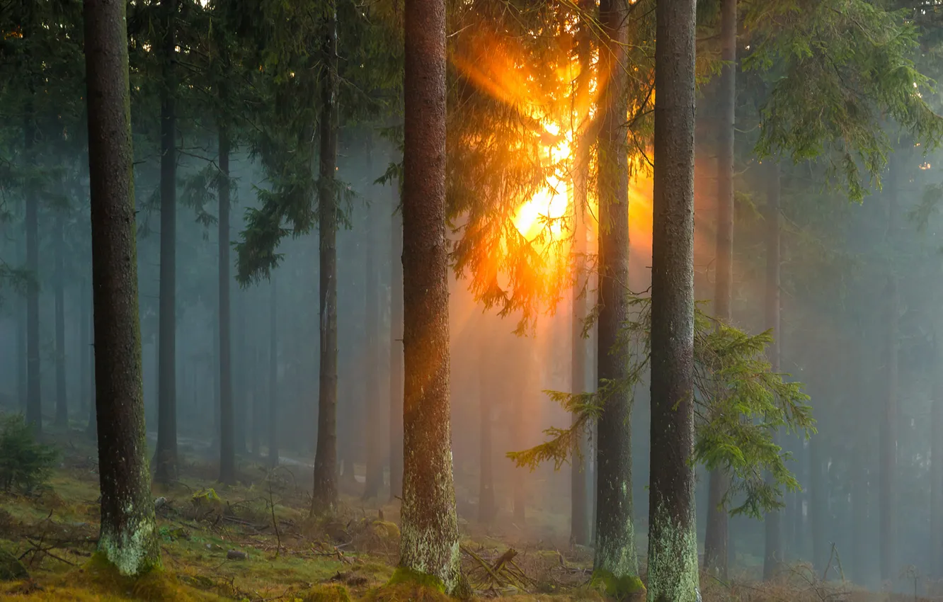 Photo wallpaper forest, the sun, rays, trees, nature, fog, Germany, coniferous