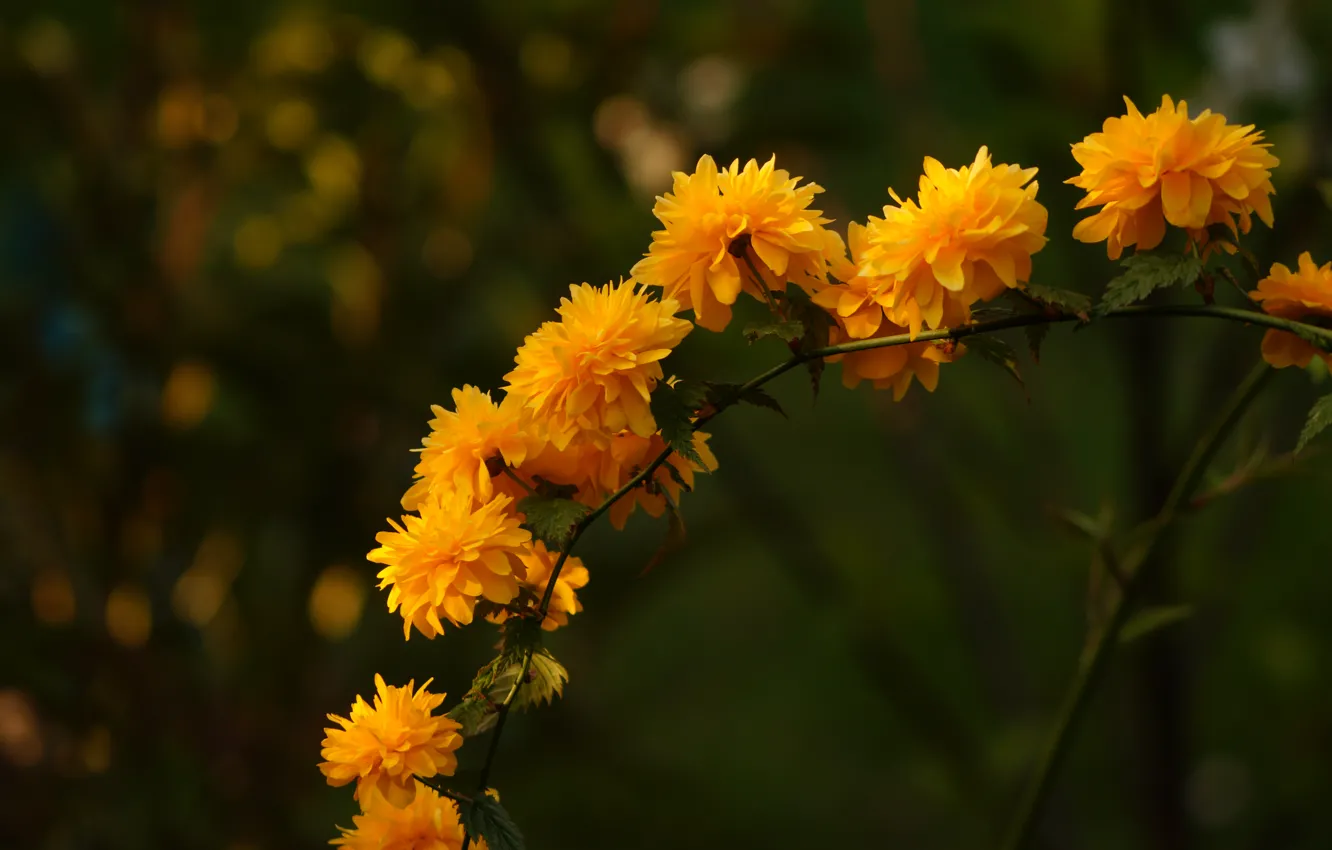 Photo wallpaper macro, branches, Kerry