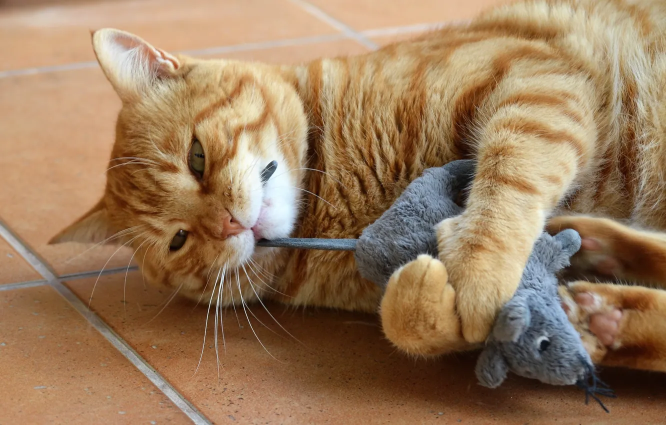 Photo wallpaper cat, cat, look, tile, toy, the game, mouse, mouse