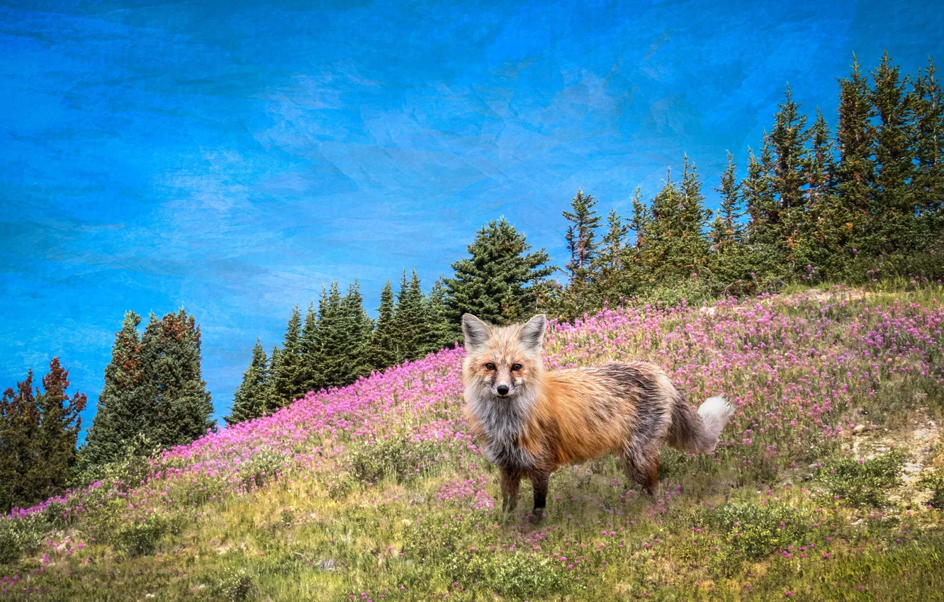 Photo wallpaper forest, flowers, nature, hills, glade, treatment, Fox