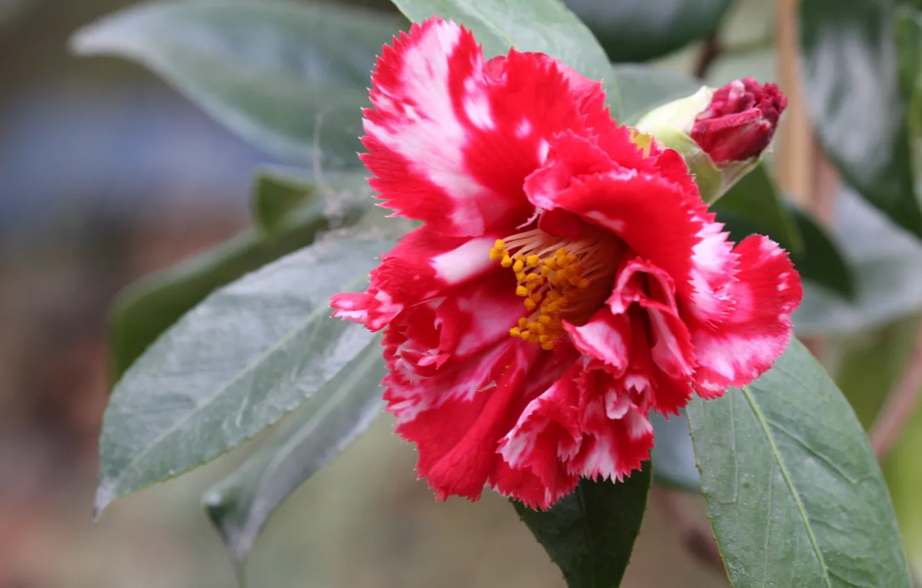 Photo wallpaper leaves, tenderness, petals, pink, buds, flowering, Camellia