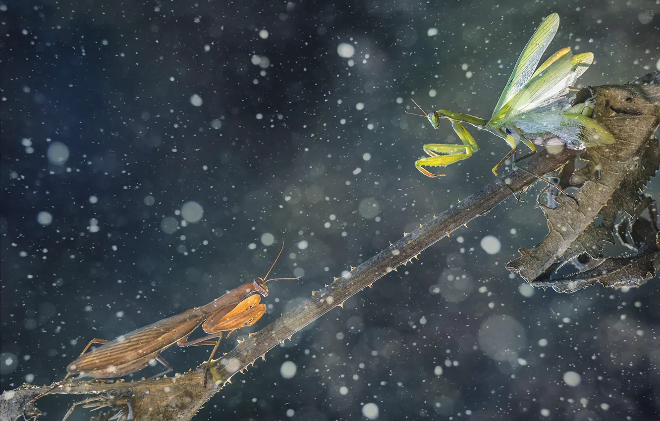 Photo wallpaper battle, leaf, branch, green mantis, mantises, thorns, brown mantis