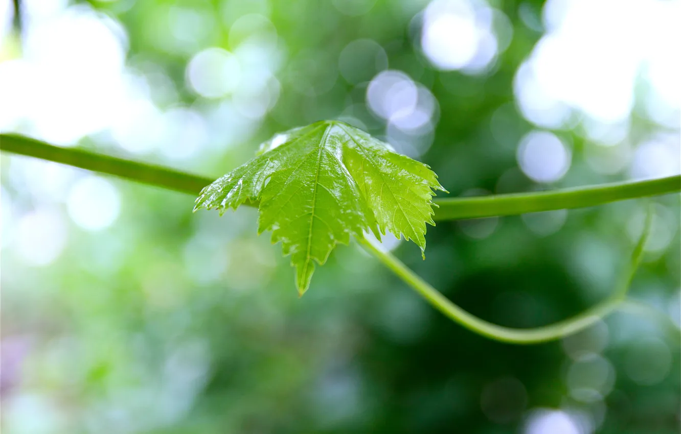 Photo wallpaper green, fresh, nature, leaf