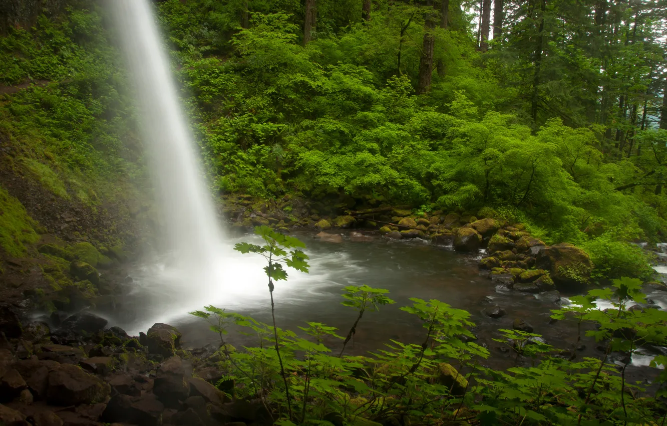 Photo wallpaper forest, waterfall, stream, Oregon, Oregon, Columbia River, the Columbia river, Ponytail Falls