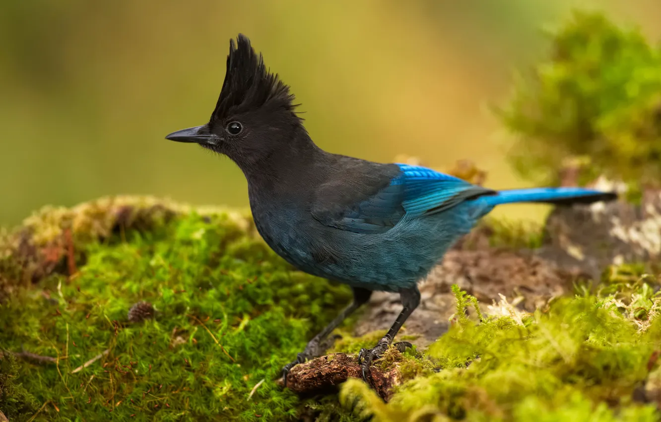 Photo wallpaper bird, crest, Jay