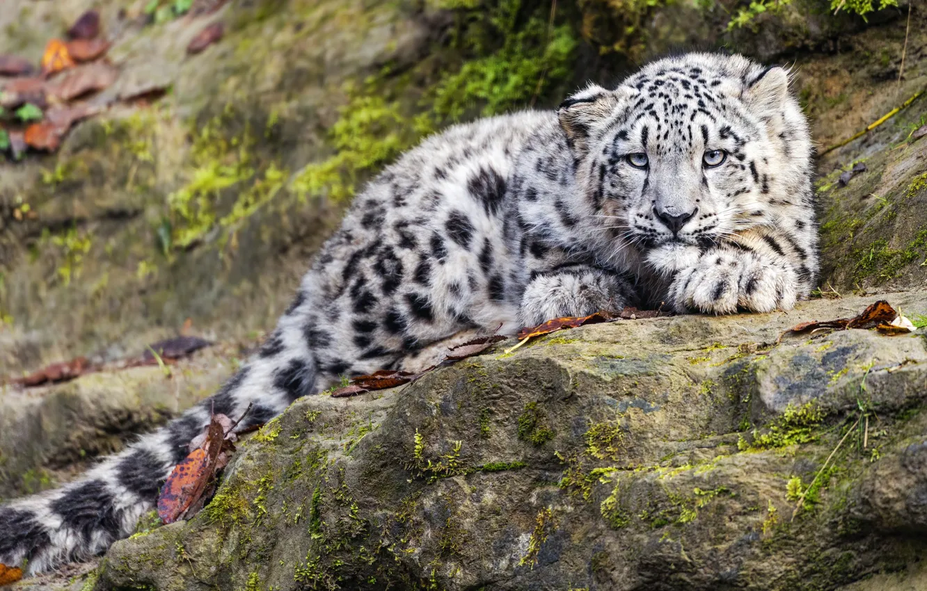 Photo wallpaper stones, rocks, lies, snow leopard, cub