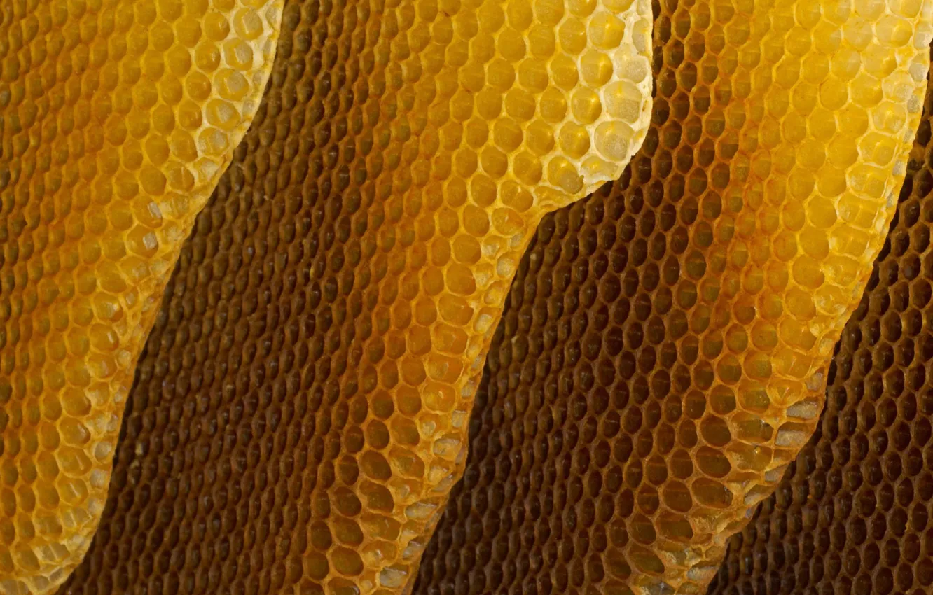 Photo wallpaper cell, honey, bees