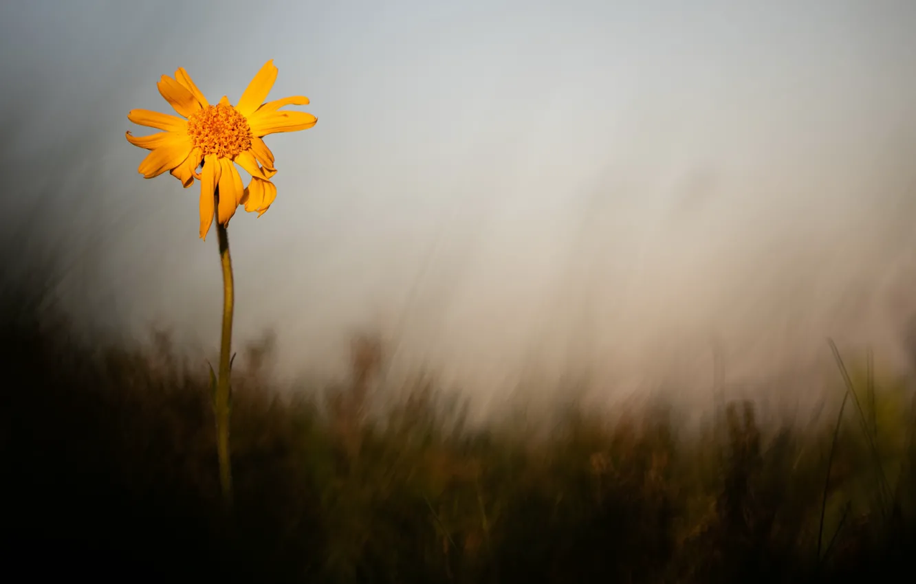 Photo wallpaper flowers, nature, background