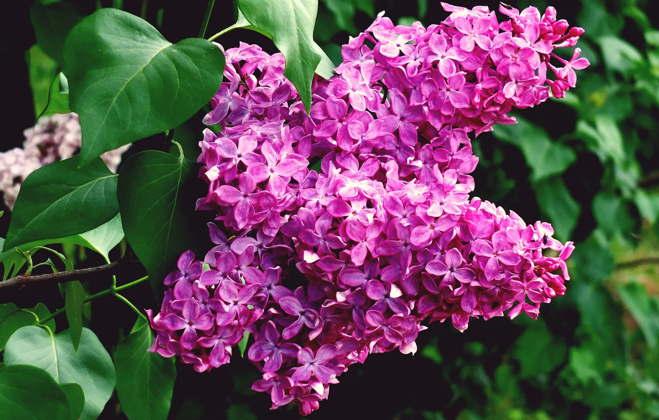 Photo wallpaper leaves, flowers, spring, flowering, the bushes, lilac, inflorescence