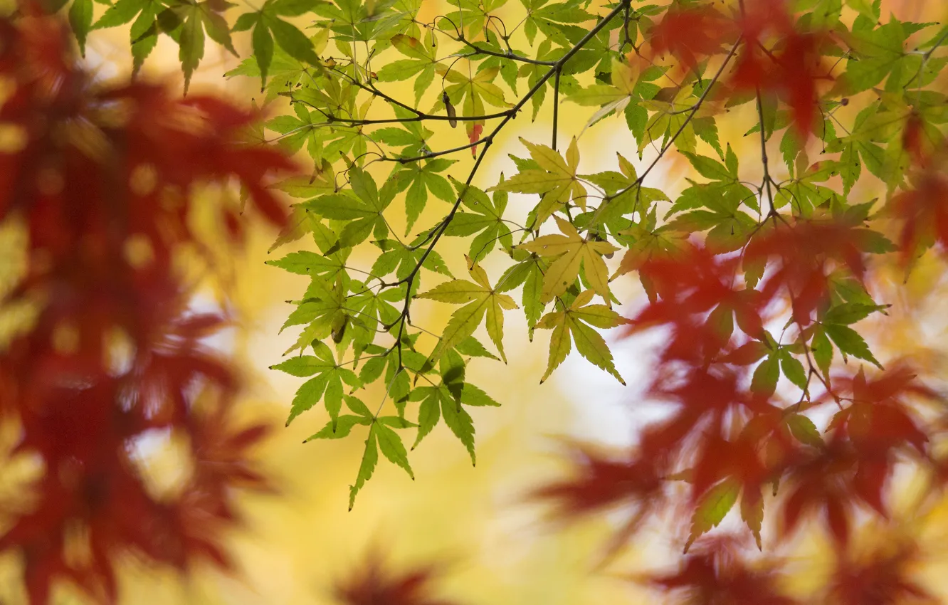 Photo wallpaper autumn, leaves, macro, branches, maple