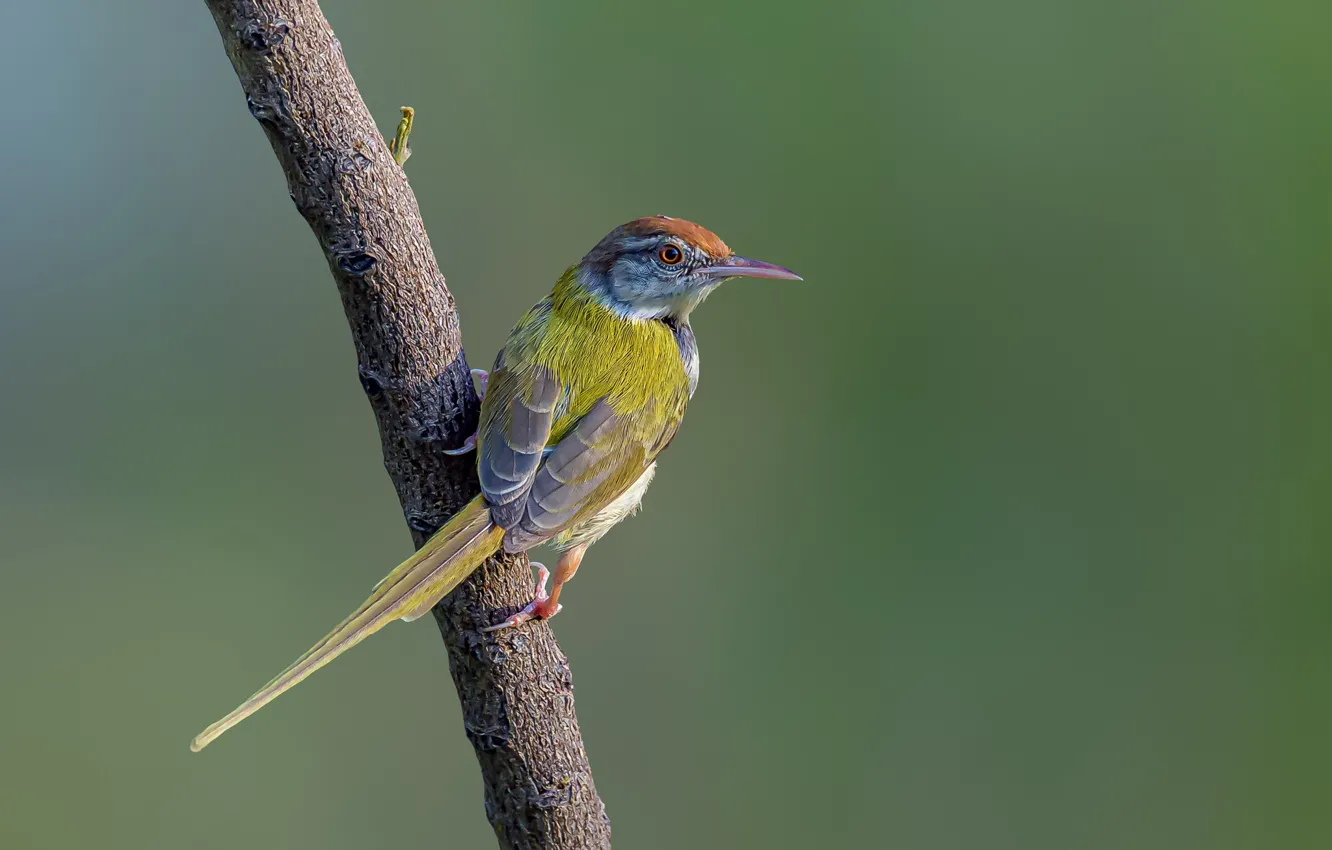 Photo wallpaper branches, bird, krasnolesy dressmaker