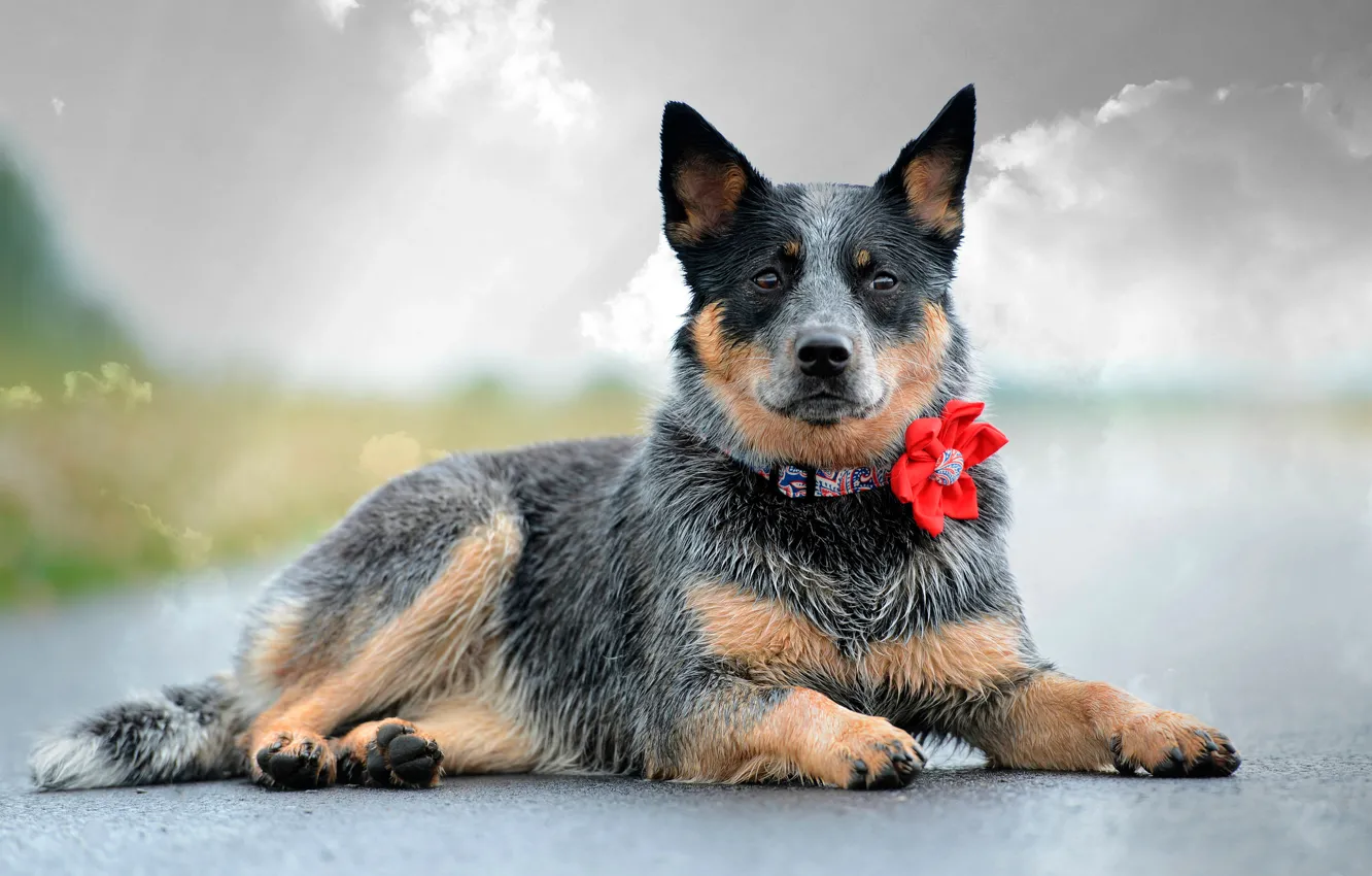 Photo wallpaper look, flowers, dog, collar