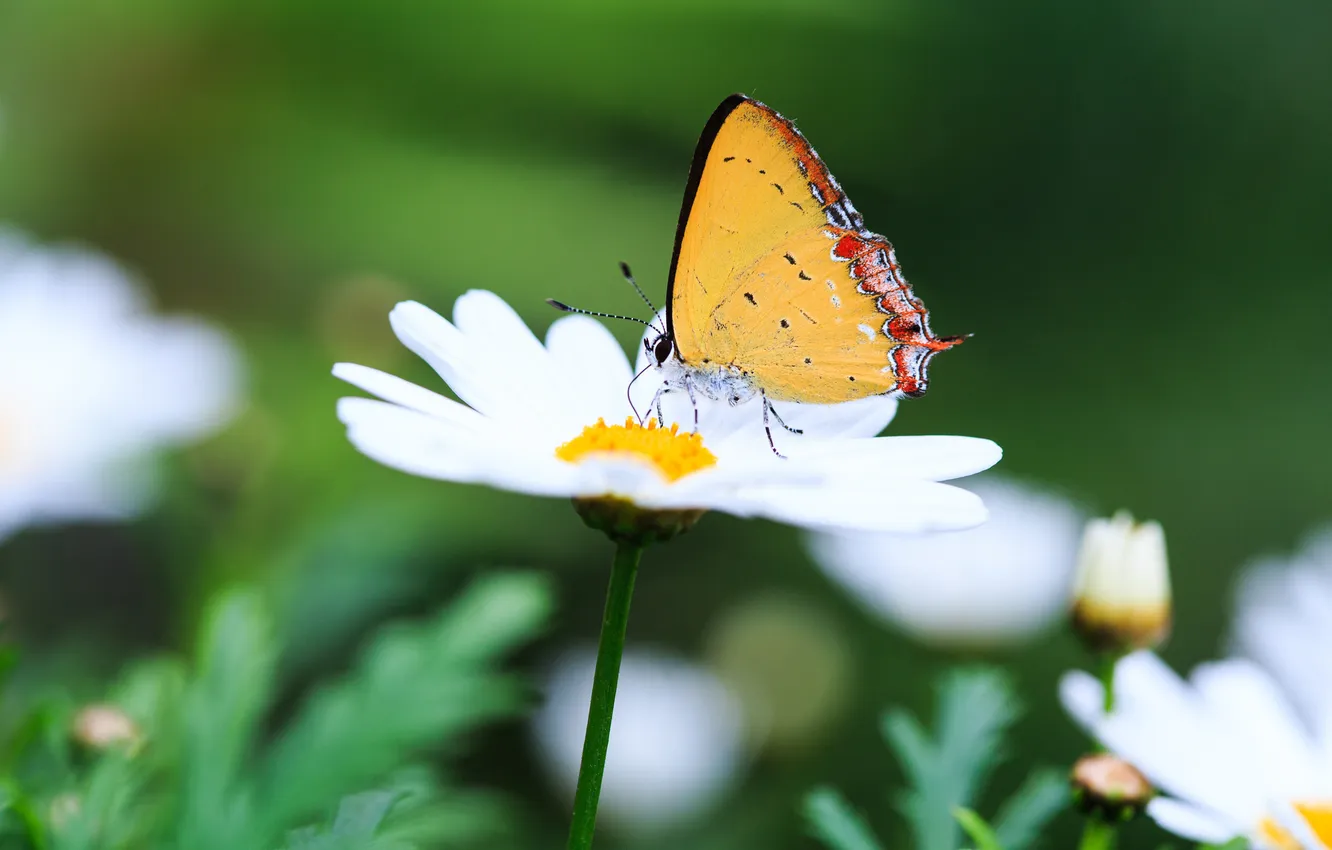 Photo wallpaper macro, flowers, nature, butterfly, chamomile