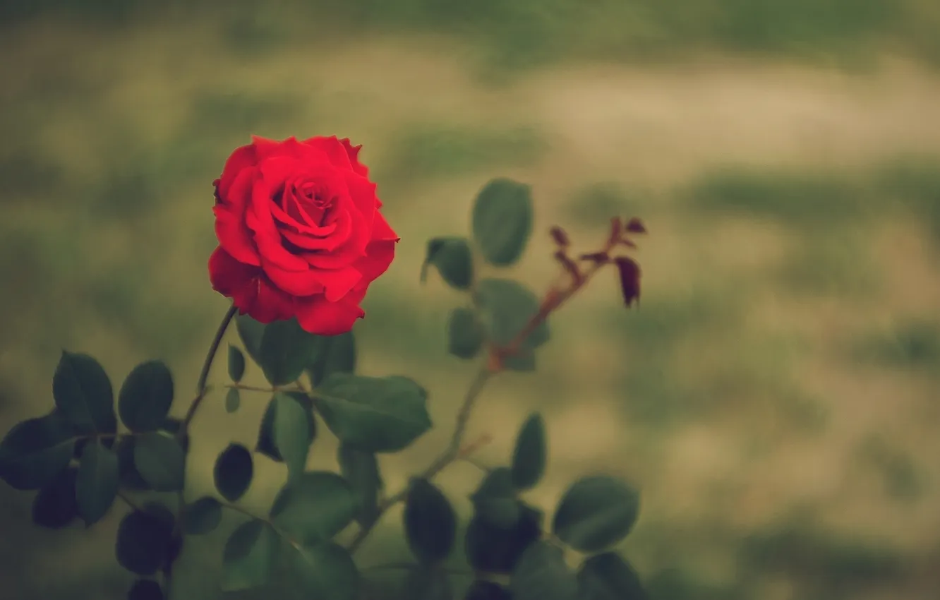 Photo wallpaper leaves, flowers, red, background, Wallpaper, roses, blur, petals