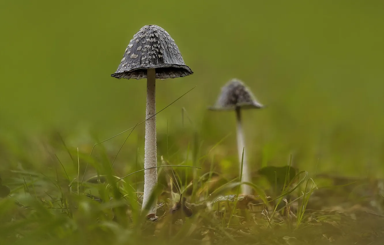 Photo wallpaper nature, background, mushrooms