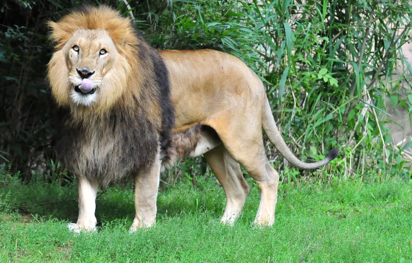 Photo wallpaper language, cat, grass, Leo