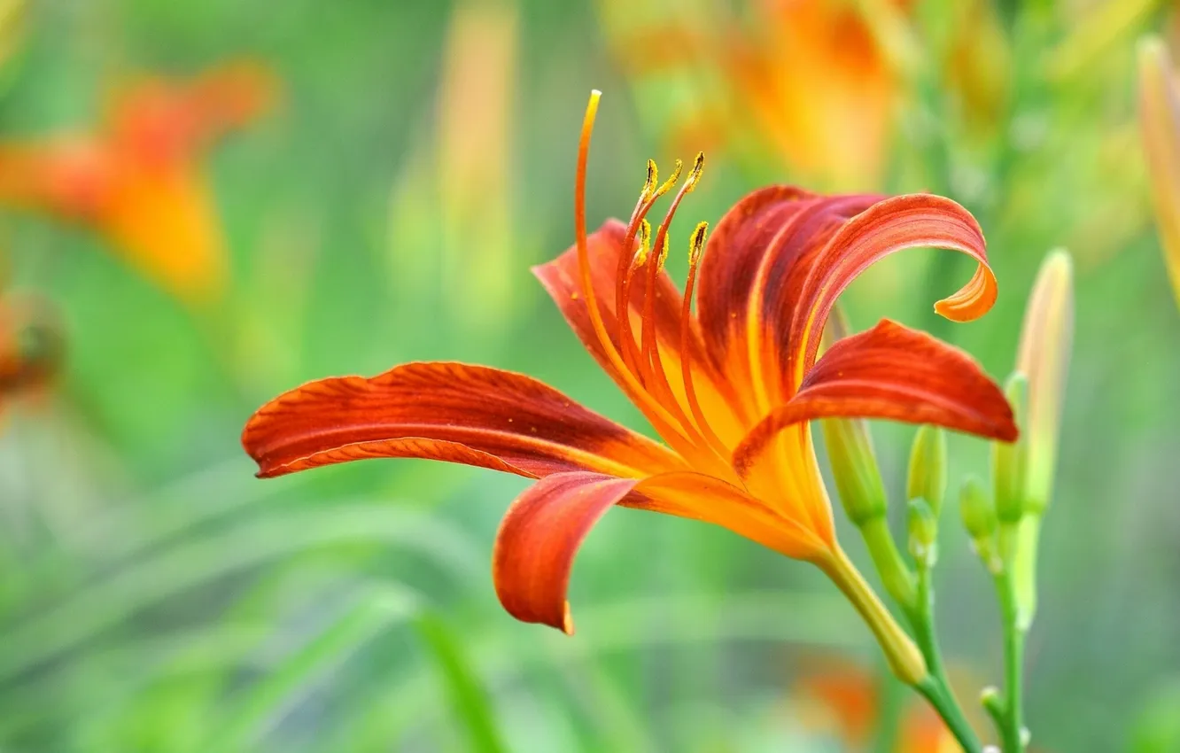 Photo wallpaper macro, Lily, petals, bokeh