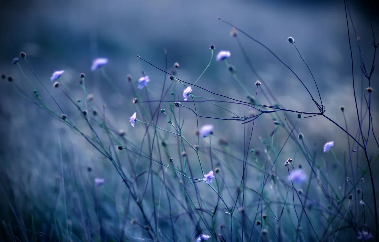 Photo wallpaper macro, flowers, bokeh