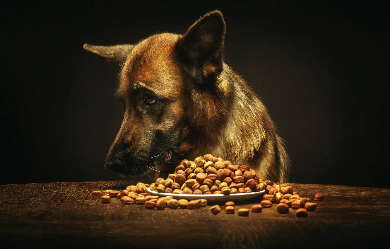 Photo wallpaper plate, food, dog