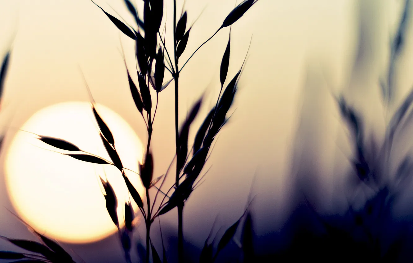Photo wallpaper the sky, the sun, macro, sunset, nature, plant, color, spikelets