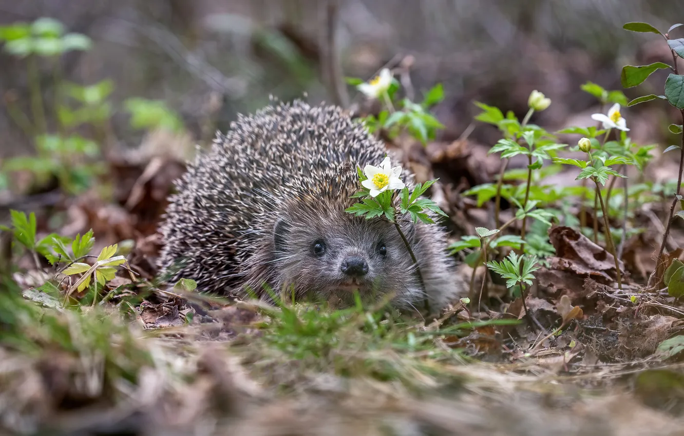 Photo wallpaper flowers, nature, glade, spring, face, hedgehog, bokeh, Peeps