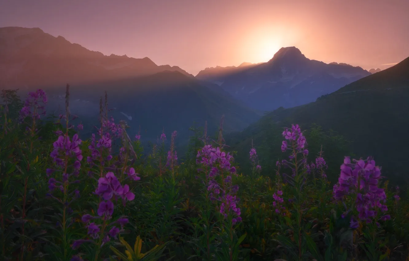 Photo wallpaper the sun, flowers, mountains, fog, dawn, dal, slope, haze