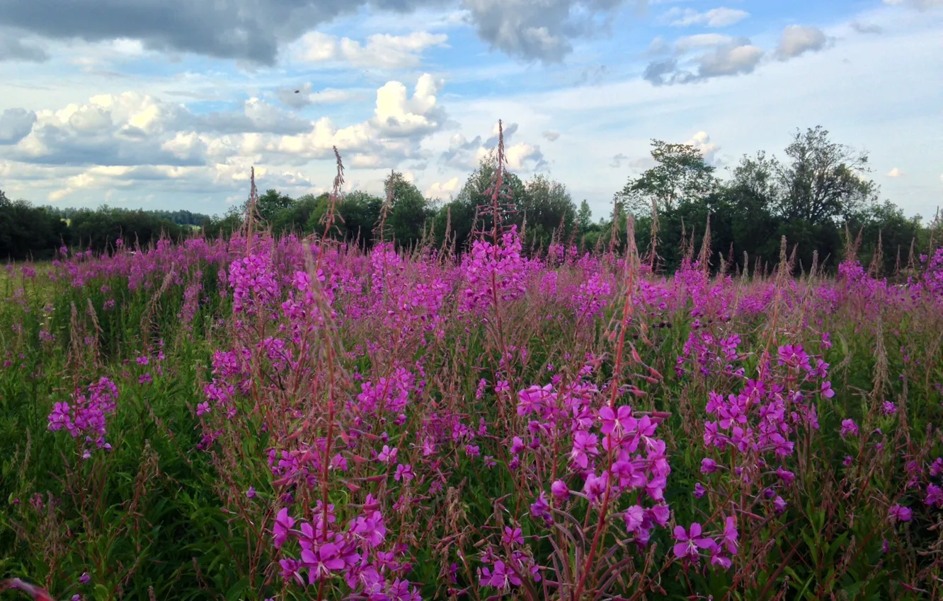 Photo wallpaper flowers, pink, fireweed
