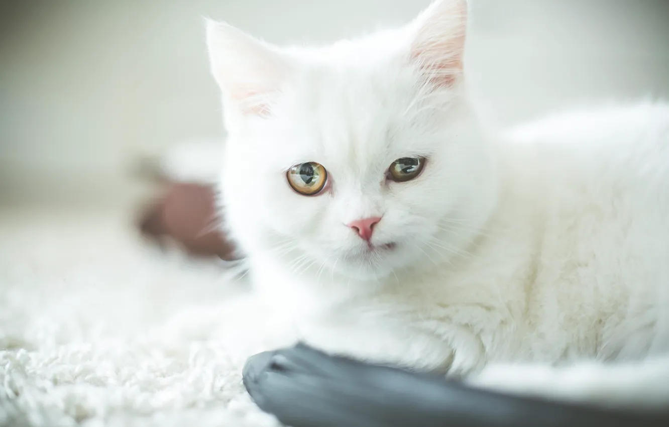 Photo wallpaper cat, white, cat, look, kitty, portrait, baby, white