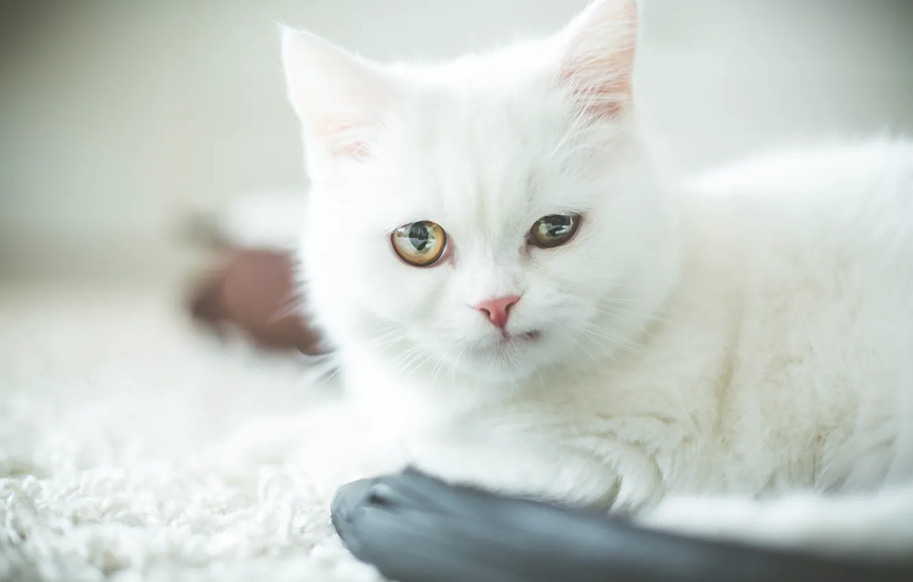 Photo wallpaper cat, white, cat, look, portrait, baby, kitty, light background