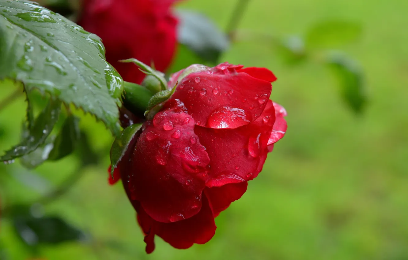 Photo wallpaper drops, red rose, bokeh, bokeh, drops, Red rose