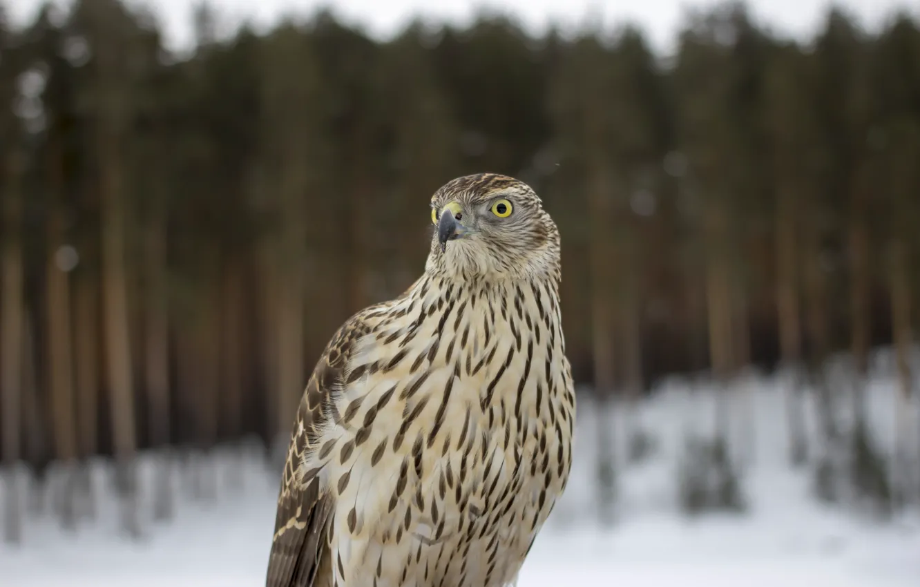 Photo wallpaper forest, bird, feathers, vulture