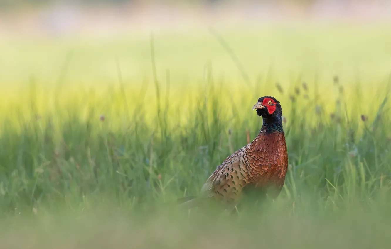 Photo wallpaper grass, background, bird, bokeh, pheasant