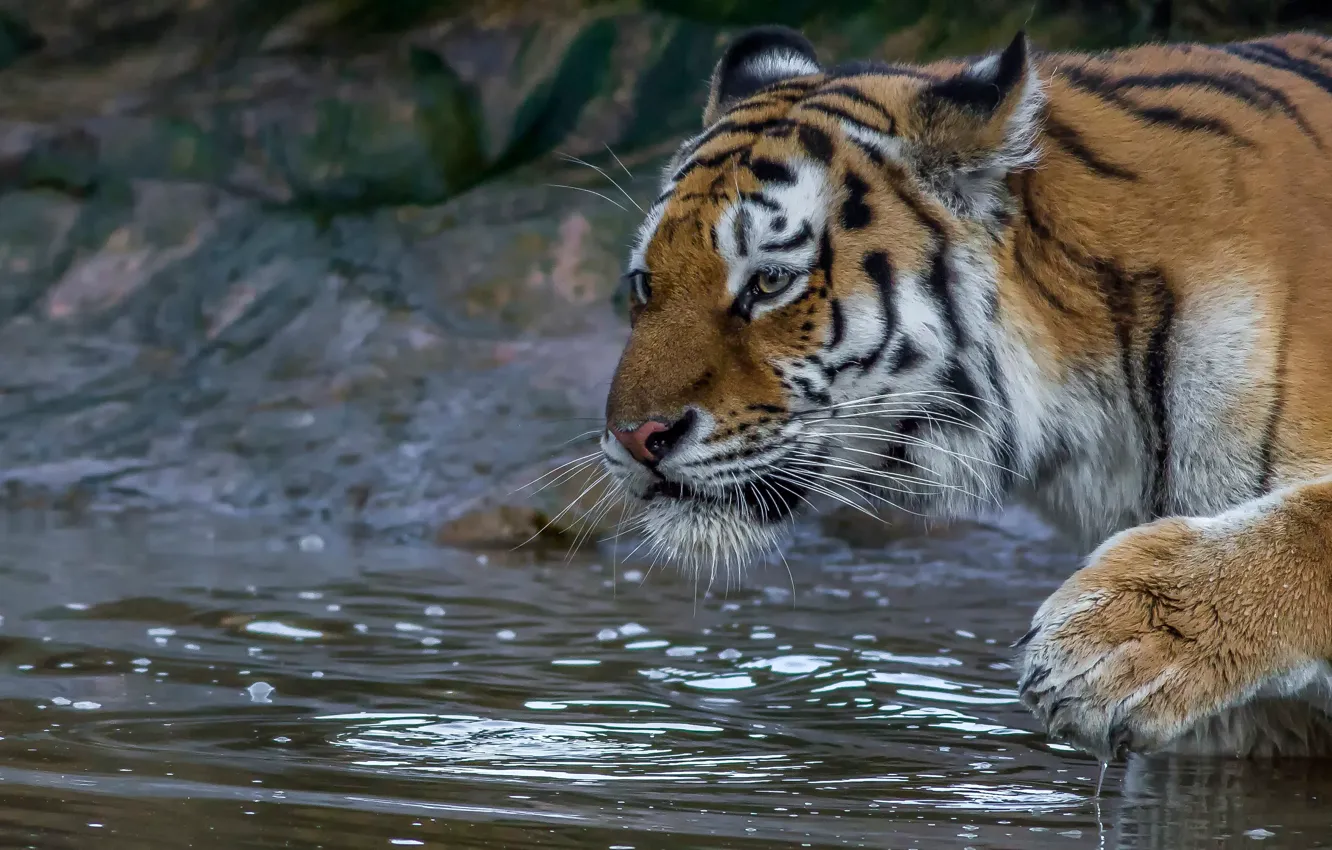 Photo wallpaper face, water, tiger, paw, wild cat