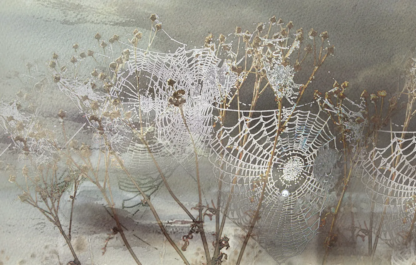 Photo wallpaper grass, web, texture