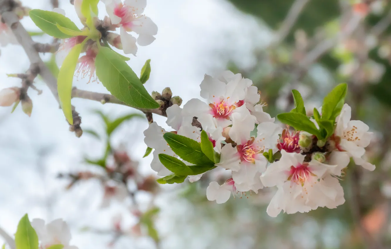Photo wallpaper leaves, flowers, branches, spring, garden, stamens, white, light background