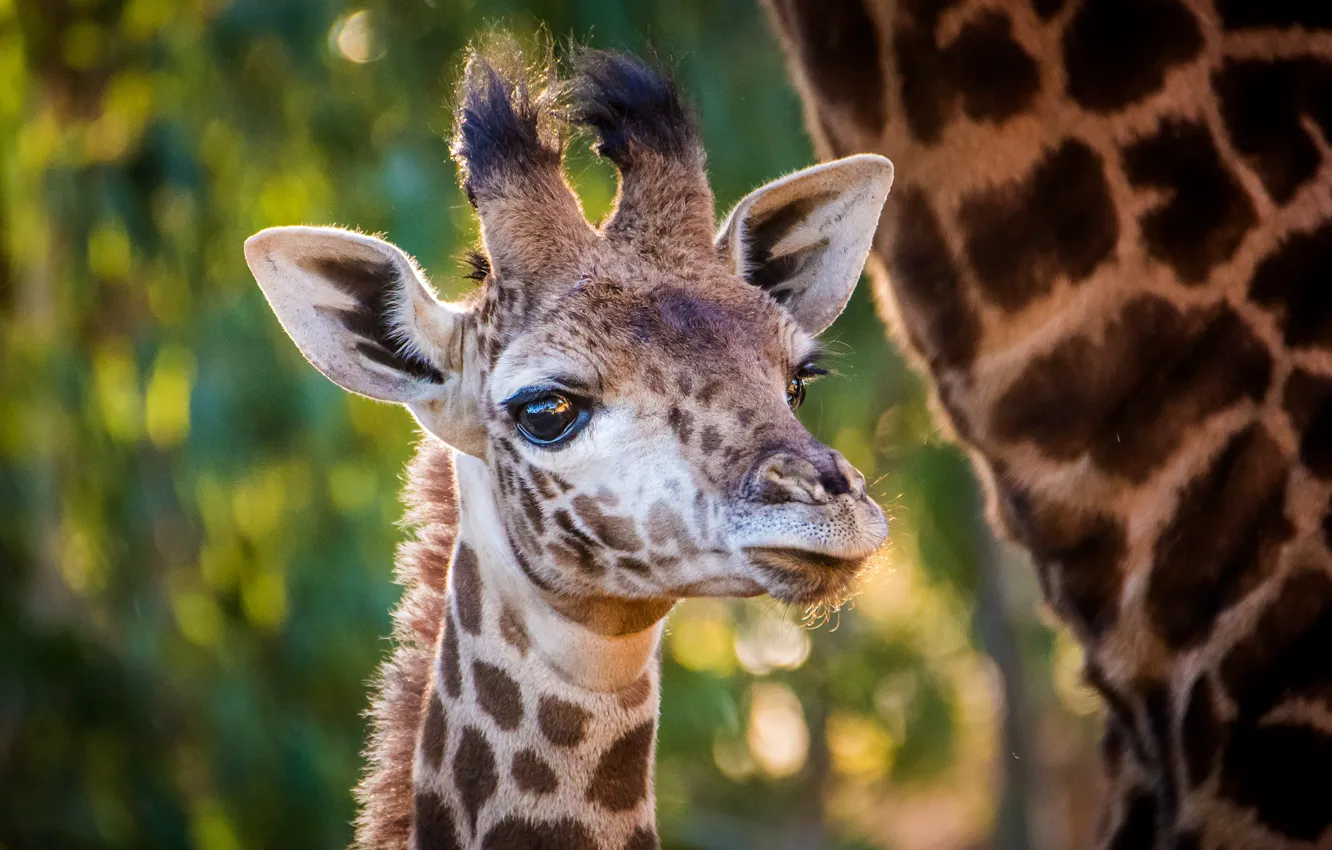 Photo wallpaper eyes, look, face, nature, background, portrait, giraffe, cub